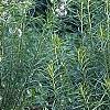 Amsonia hubrichtii, habit