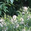 Amsonia hubrichtii, habit
