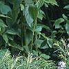 Amsonia hubrichtii, habit