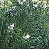 Amsonia hubrichtii, habit