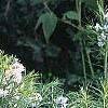 Amsonia hubrichtii, habit