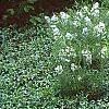 Amsonia hubrichtii, habit
