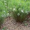 Amsonia hubrichtii, habit