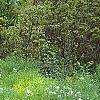 Amsonia hubrichtii, habit