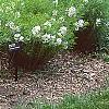 Amsonia hubrichtii, habit
