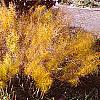 Amsonia hubrichtii, fall color