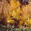Amsonia hubrichtii, fall color