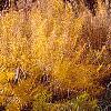 Amsonia hubrichtii, fall color