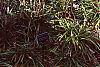Amsonia hubrichtii, fall color