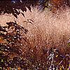 Amsonia hubrichtii, fall color