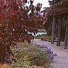 Amsonia hubrichtii, fall color