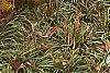 Amsonia hubrichtii, fall color