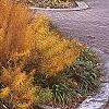 Amsonia hubrichtii, fall color