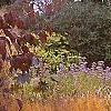 Amsonia hubrichtii, fall color