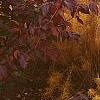 Amsonia hubrichtii, fall color