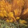 Amsonia hubrichtii, fall color
