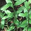 Amsonia montana 'Short Stack', habit