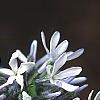 Amsonia montana 'Short Stack', flowers