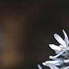 Amsonia montana 'Short Stack', flowers