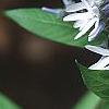 Amsonia montana 'Short Stack', flowers