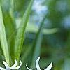 Amsonia tabernaemontana, flowers