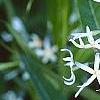 Amsonia tabernaemontana, flowers