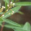 Apocynum cannabinum, flowers