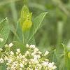 Apocynum cannabinum, flowers