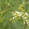 Apocynum cannabinum, flowers