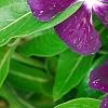 Catharanthus 'PAS926830', flowers