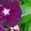 Catharanthus 'PAS926830', flowers