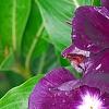 Catharanthus 'PAS926830', flowers