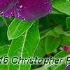 Catharanthus 'PAS926830', flowers