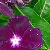 Catharanthus 'PAS926830', flowers