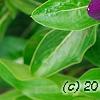 Catharanthus 'PAS926830', flowers