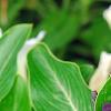 Catharanthus 'PAS926830', flowers