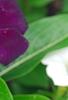 Catharanthus 'PAS926830', flowers