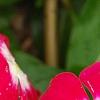 Catharanthus 'Mediterranean XP Cherry Halo', flowers