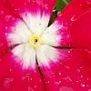 Catharanthus 'Mediterranean XP Cherry Halo', flowers