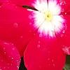 Catharanthus 'Mediterranean XP Cherry Halo', flowers