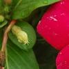Catharanthus 'Mediterranean XP Cherry Halo', flowers