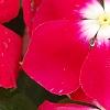 Catharanthus 'Mediterranean XP Cherry Halo', flowers