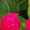 Catharanthus 'Mediterranean XP Cherry Halo', flowers