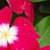 Catharanthus 'Mediterranean XP Cherry Halo', flowers