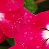 Catharanthus 'Mediterranean XP Cherry Halo', flowers