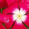 Catharanthus 'Mediterranean XP Cherry Halo', flowers
