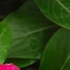 Catharanthus 'Mediterranean XP Cherry Halo', flowers