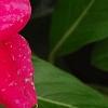 Catharanthus 'Mediterranean XP Cherry Halo', flowers