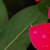 Catharanthus 'Mediterranean XP Cherry Halo', flowers