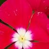 Catharanthus 'Mediterranean XP Cherry Halo', flowers